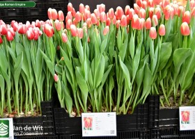 Tulipa Roman Empire ® (1)